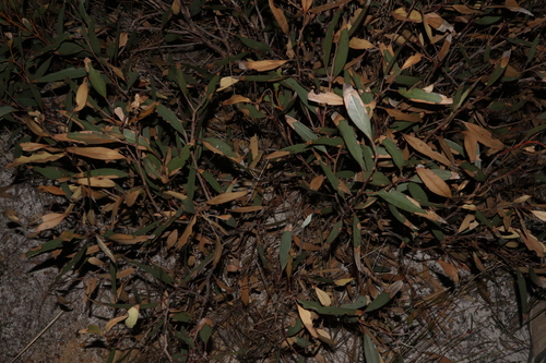 Image of Eucalyptus micranthera by (c) Thomas Mesaglio, some rights reserved (CC BY)