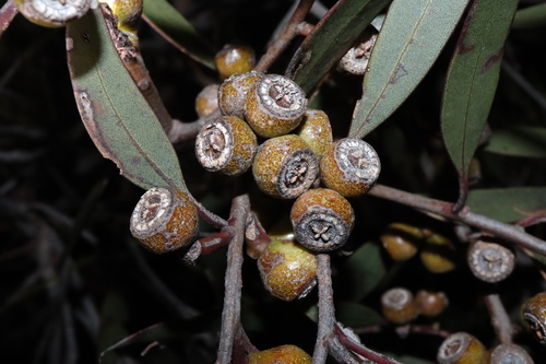Image of Eucalyptus micranthera by (c) Thomas Mesaglio, some rights reserved (CC BY)