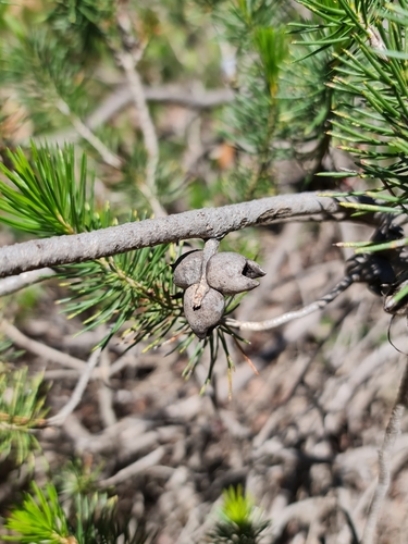 Image of Melaleuca rupestris by (c) Belinda Forbes, some rights reserved (CC BY)
