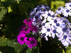 Pericallis × hybrida