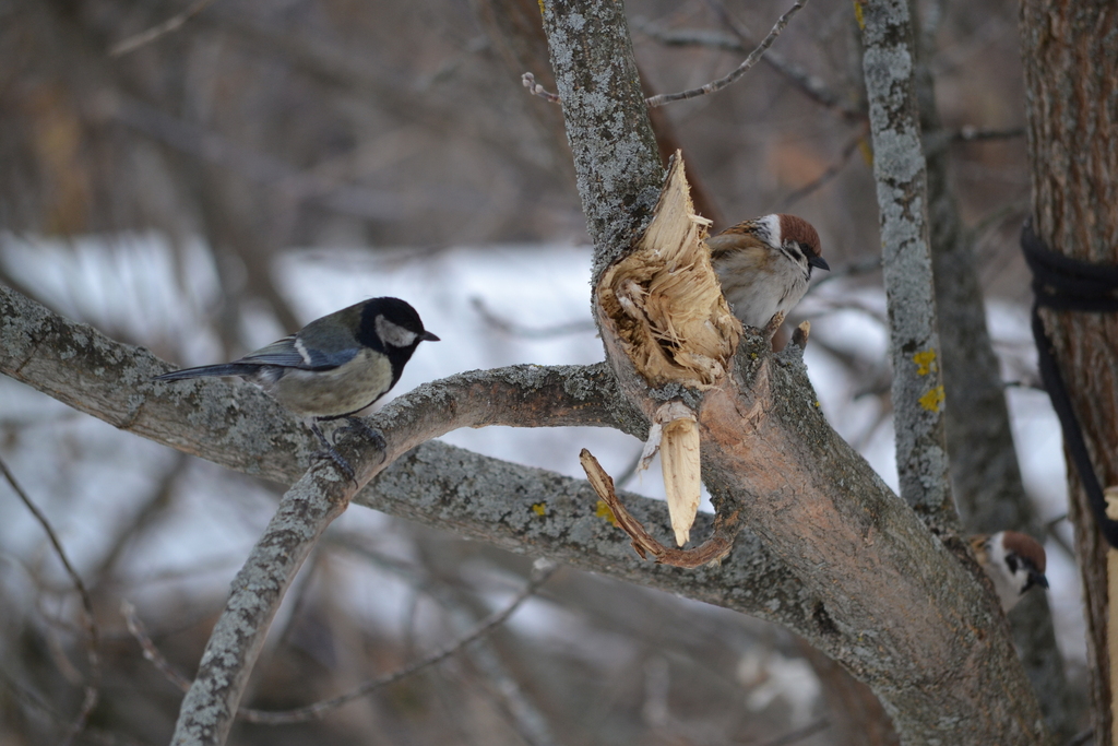 Great Tit from Октябрьский р-н, Самара, Самарская обл., Россия on March ...