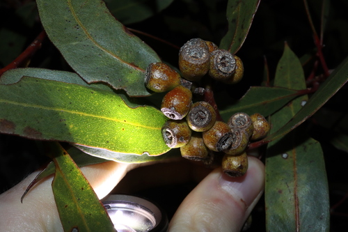 Image of Eucalyptus micranthera by (c) Thomas Mesaglio, some rights reserved (CC BY)