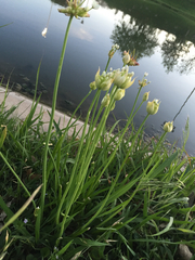Allium canadense canadense