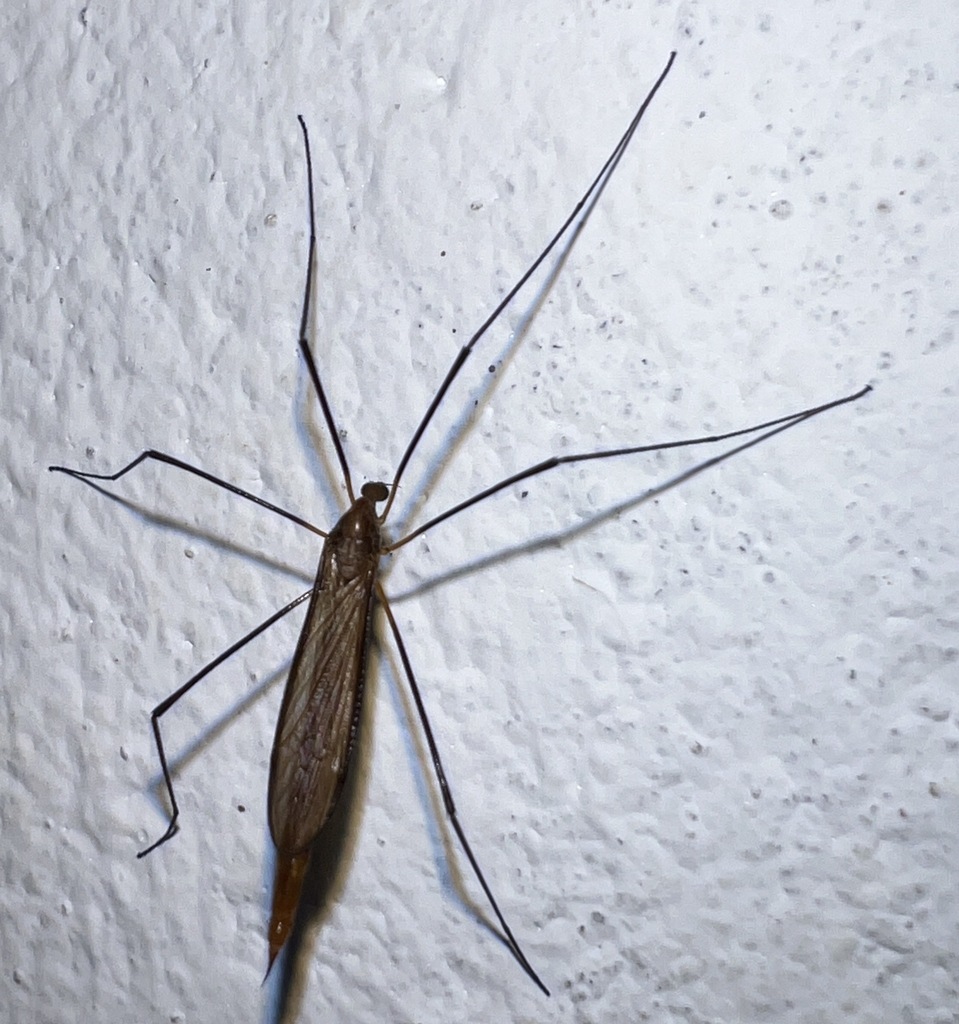 Clydonodozus fumicostatus