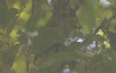 Cyanoramphus auriceps