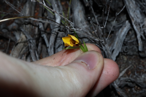 Image of Diuris concinna by (c) Thomas Mesaglio, some rights reserved (CC BY)