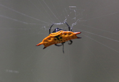 Gasteracantha quadrispinosa