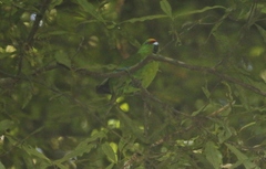 Cyanoramphus auriceps