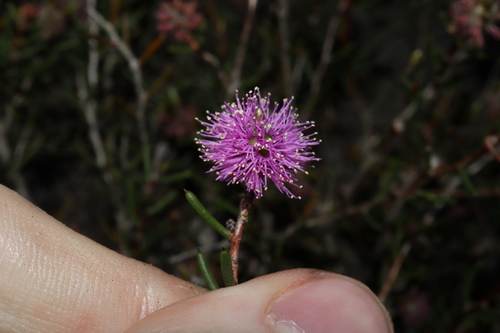 Melaleuca pentagona observed 2023-10-17