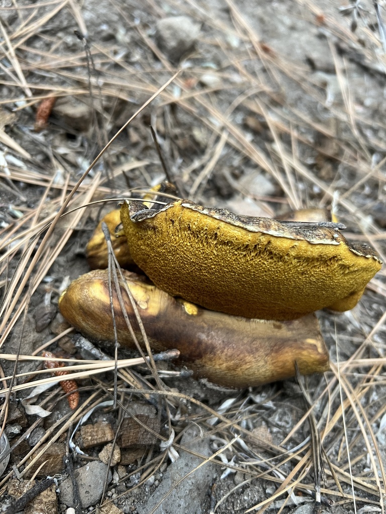 Poor Man’s Slippery Jack from Humboldt-Toiyabe National Forest, Reno