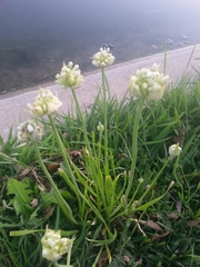 Allium canadense canadense