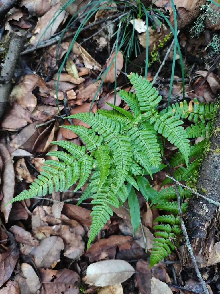 Dryopteris juxtaposita (Dryopteris juxtaposita)