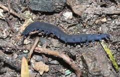 Peripatoides