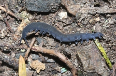 Peripatoides