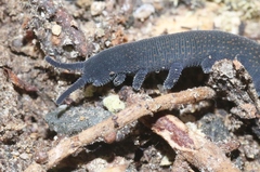 Peripatoides