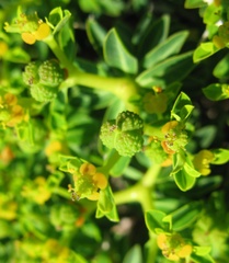 Euphorbia acanthothamnos
