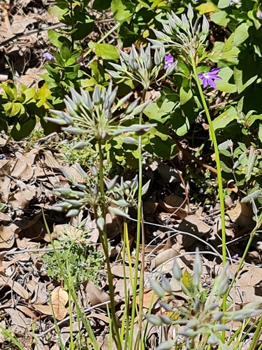Image of Thysanotus multiflorus by (c) Belinda Forbes, some rights reserved (CC BY)