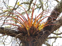 Tillandsia calothyrsus