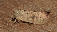 Cerastis punctosa