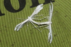 Pterophorus monospilalis