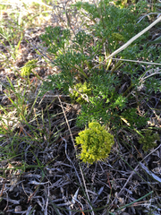 Lomatium grayi