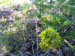 Lomatium grayi
