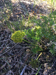 Lomatium grayi