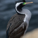 Mainland Spotted Shag - Photo (c) Sila Viriyautsahakul, some rights reserved (CC BY-NC), uploaded by Sila Viriyautsahakul