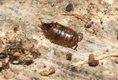 Styloniscus thomsoni