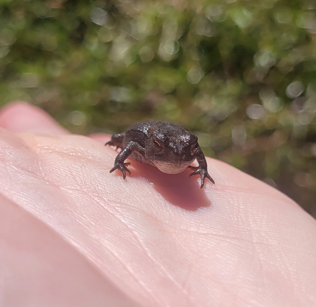 North American Toads from Maxton, NC 28364, USA on October 19, 2023 at ...