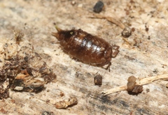 Styloniscus thomsoni