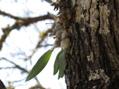 Prosthechea karwinskii