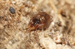 Styloniscus thomsoni