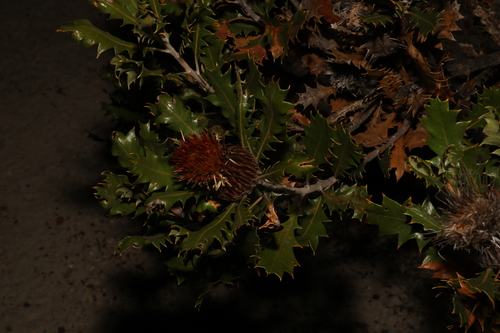Image of Banksia heliantha by (c) Greg Tasney, some rights reserved (CC BY-SA)