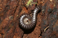 Eumastigonus