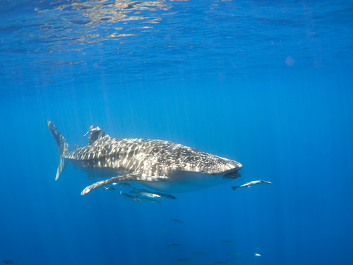 Whale Shark