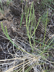 Lomatium triternatum triternatum