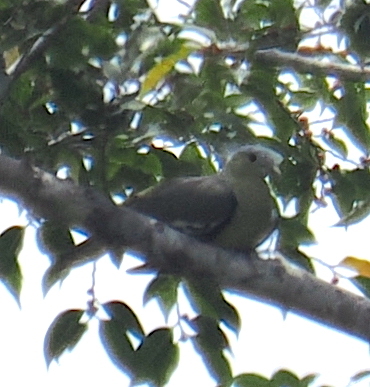 Flores Green Pigeon (Treron floris), photo 2