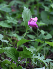 Cypripedium macranthos