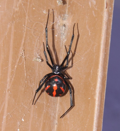 Latrodectus occidentalis