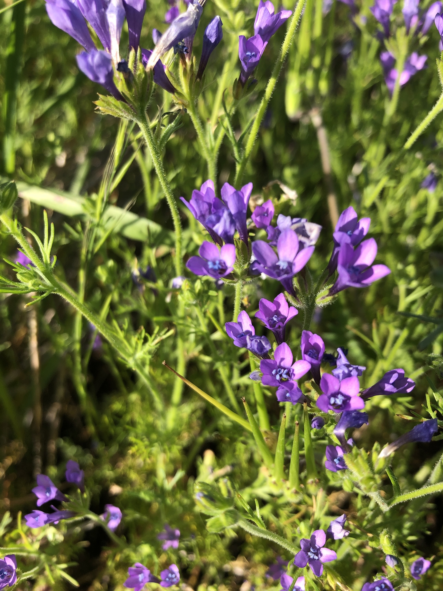 Gilia nevinii