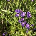 Nevin's Gilia - Photo (c) jrebman, some rights reserved (CC BY-NC), uploaded by jrebman