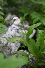 Cypripedium macranthos