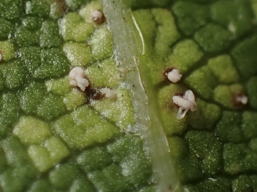 iNaturalist observation photo of Microstroma