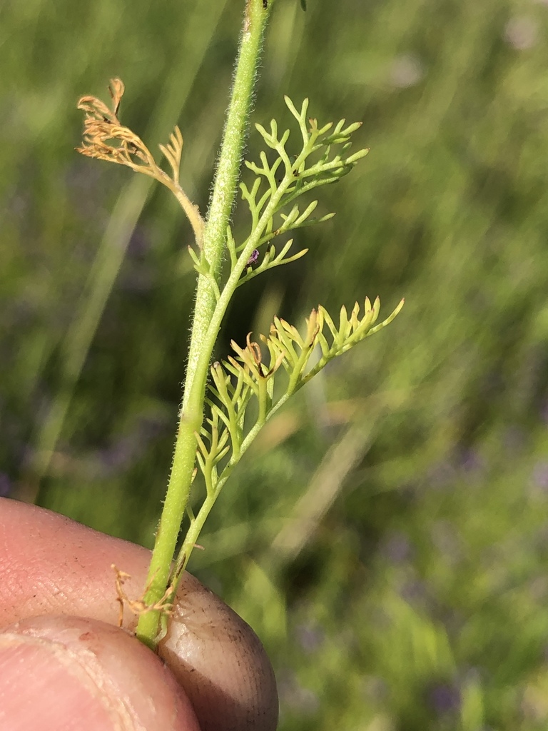 sabbatical⭐︎GILIA Sabbatical｜GILIA