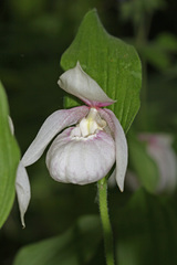Cypripedium macranthos