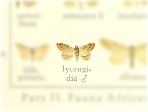 Idaea lycaugidia