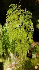 Hymenophyllum bivalve image