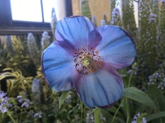 Meconopsis betonicifolia