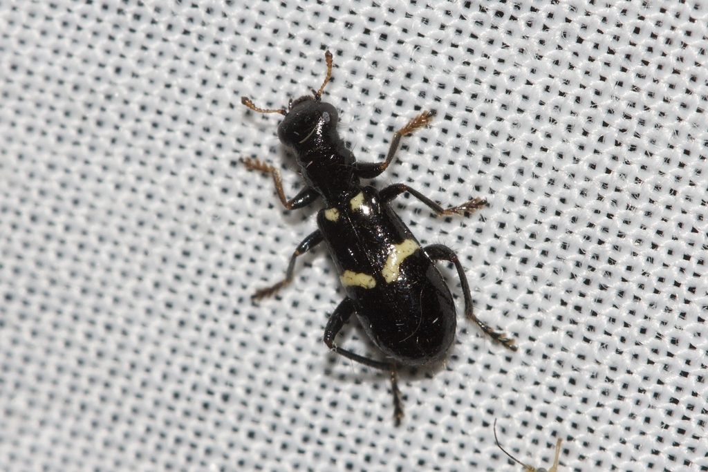 Lemidia concinna